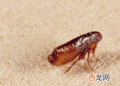 跳蚤怎么去除,怎么去除跳蚤？