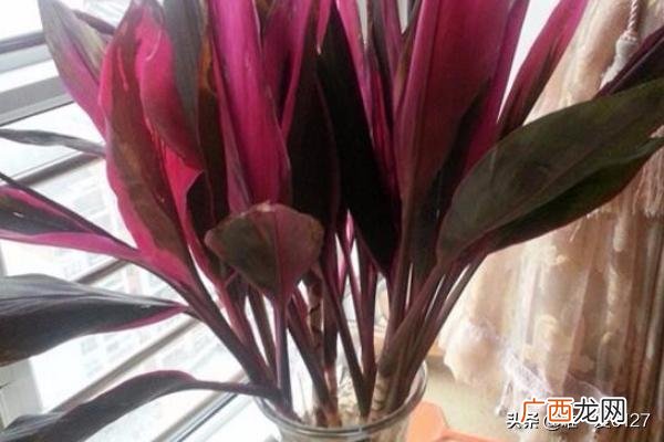 红叶朱蕉怎么养,红叶朱蕉怎么养？