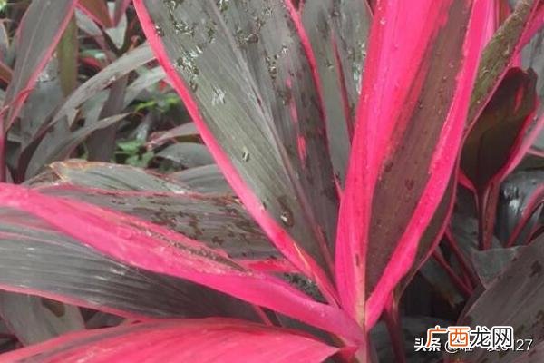 红叶朱蕉怎么养,红叶朱蕉怎么养？
