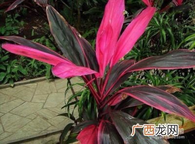 红叶朱蕉怎么养,红叶朱蕉怎么养？