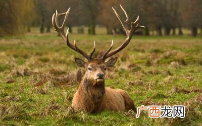 四不像是什么动物,四不像是什么动物?