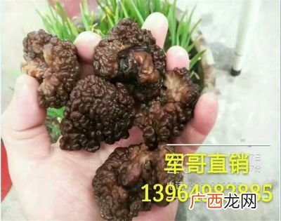 玛卡菌是什么东西,葱烧玛卡菌做法？