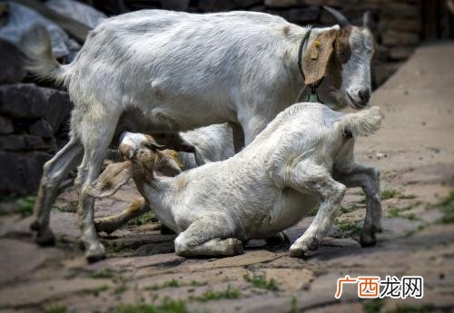 乌鸦反哺羊羔跪乳是什么意思,乌鸦反哺羊羔跪乳出处？
