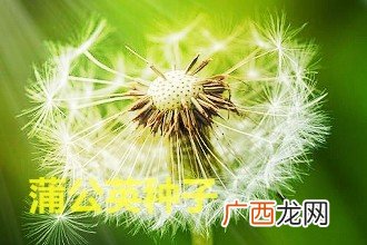 蒲公英的种子是什么样子的,蒲公英的种子是什么颜色的？