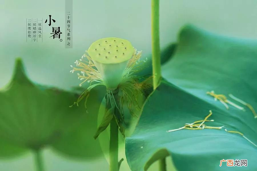 小暑和大暑是什么意思,二十四节气中“小暑.大暑.立秋.处暑的相关知识？