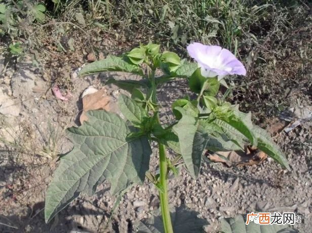 假酸浆是什么植物,为什么说小对叶种子是海藻面膜?