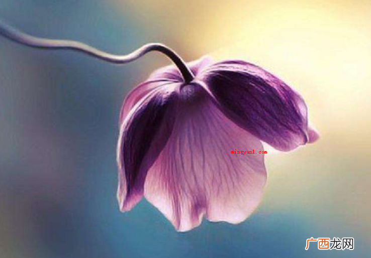 简略回应与世无争指的是别人很自命清高 孤芳自赏意思是什么意思