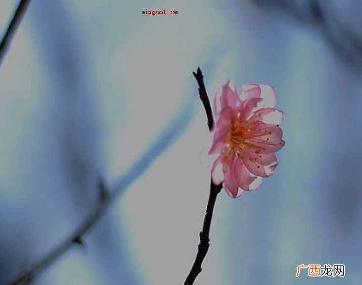 简略回应与世无争指的是别人很自命清高 孤芳自赏意思是什么意思