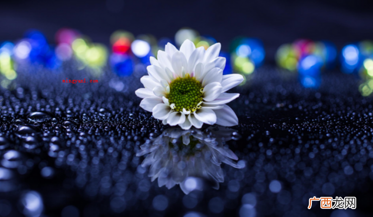 简略回应与世无争指的是别人很自命清高 孤芳自赏意思是什么意思