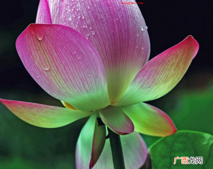 简略回应与世无争指的是别人很自命清高 孤芳自赏意思是什么意思