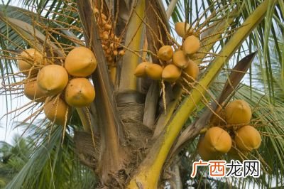 如何种植芒果,芒果标准化栽培管理技术？
