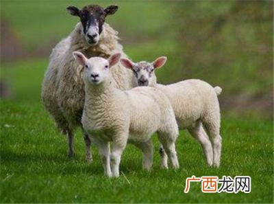 属羊的是哪一年出生的,属狼是哪一年出生？