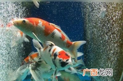 锦鲤吸水什么意思,什么是鱼吸水？