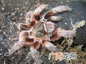 特别小的红色的小蜘蛛是什么,全身红色的小蜘蛛叫什么？