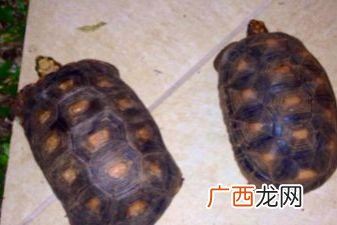 南石龟怎么养,南石龟多久喂一次?