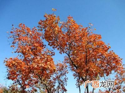 几行红叶树的下一句,“ 几行红叶树，无数夕阳山”的全诗是什么？