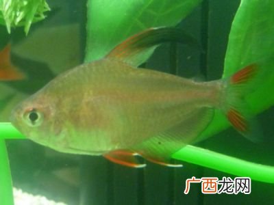 鱼的背鳍有什么作用,鱼背鳍的形态特征？