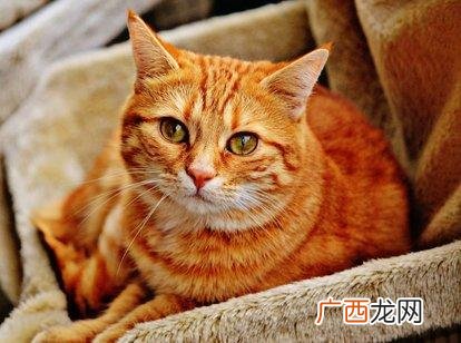 猫换毛的过程会有多长,猫从几个月开始长头？