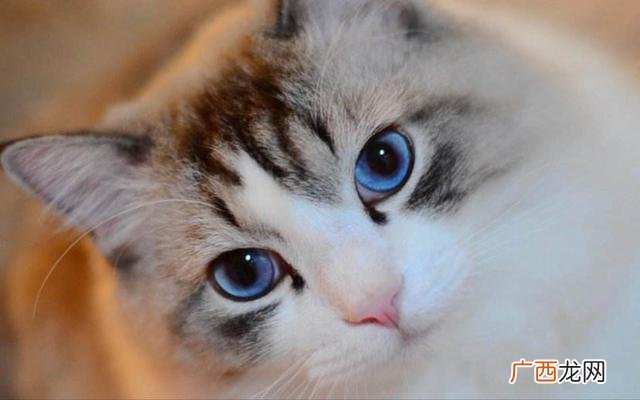猫换毛的过程会有多长,猫从几个月开始长头？