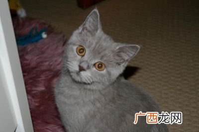 猫换毛的过程会有多长,猫从几个月开始长头？