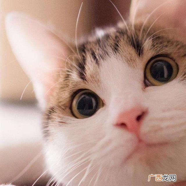 猫换毛的过程会有多长,猫从几个月开始长头？