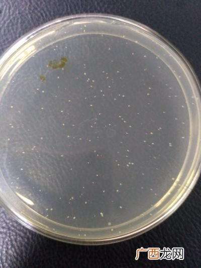 菌落总数的测定,如何用国家标准检测方法对熟肉样品进行菌落总数检测？