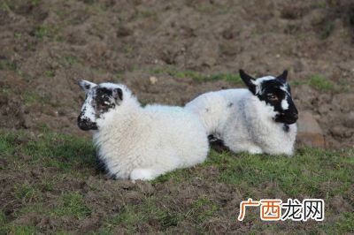 sheep的复数形式是什么啊,sheep的复数形式是怎么写？
