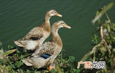 鸭子是什么鸭子介绍,什么是谷鸭？