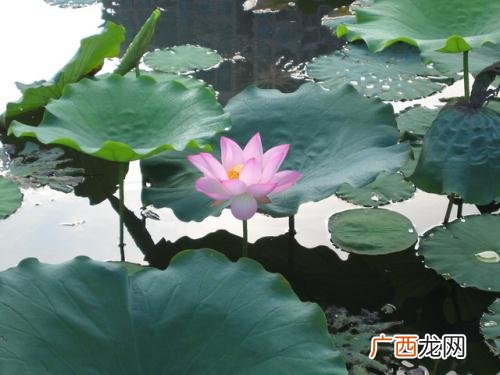 映日荷花别样红的意思,接天莲叶无穷碧，映日荷花别样红.这两句诗是什么意思？