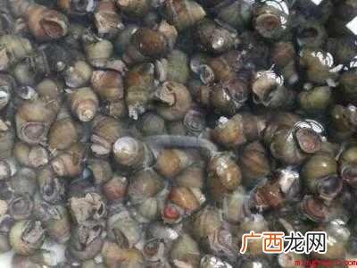 螺丝要不要焯水再炒