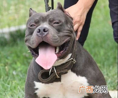 美国恶霸犬到底是怎样一种狗,什么是痞子狗？
