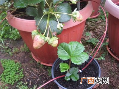 草莓种多久才开花结果,草莓开花后多久能吃到果实？