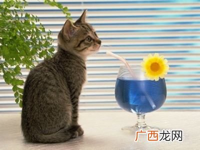 猫踩奶是什么,为什么猫咪吃饭的时候会踩奶？