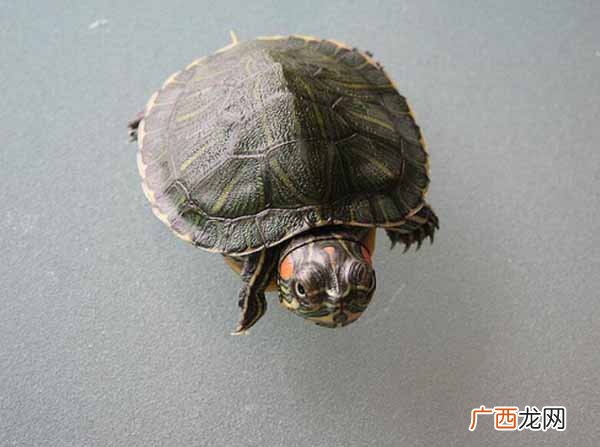 巴西龟吃什么东西,巴西龟吃南瓜吗？