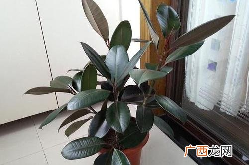 橡皮树可以在室内养么,客厅养橡皮树好吗？
