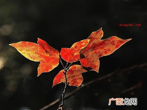 数据三十的中文代用字,新中国成立前,在纪年和计数层面是应用频 卅是什么意思