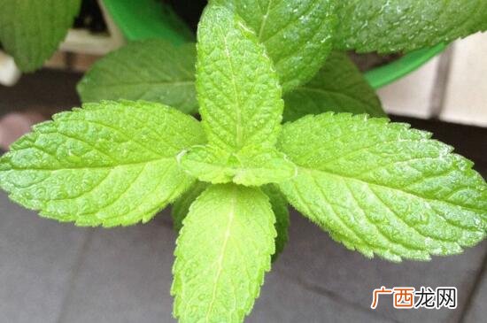 薄荷种类,哪种薄荷可以当调料？