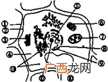 关于酵母菌的有氧呼吸,为什么酵母菌进行无氧呼吸要放置一段时间？