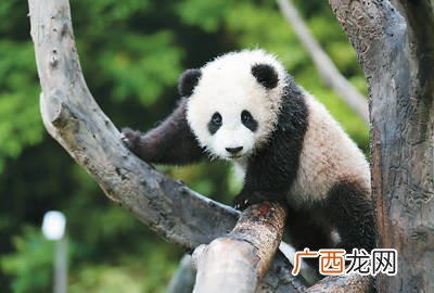 熊猫为什么是国宝,为什么大熊猫会成为国宝？