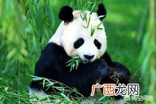 熊猫为什么是国宝,为什么大熊猫会成为国宝？