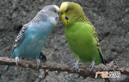 虎皮鹦鹉洗澡怎么洗,虎皮鹦鹉洗澡用什么水最好？