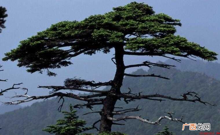 裸子植物有哪些