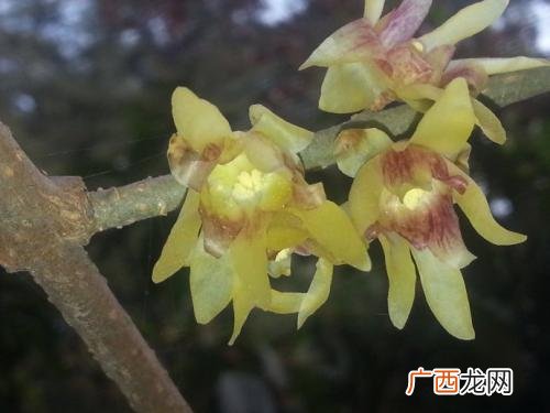 腊梅几月开花,腊梅怎么会在4月开花?