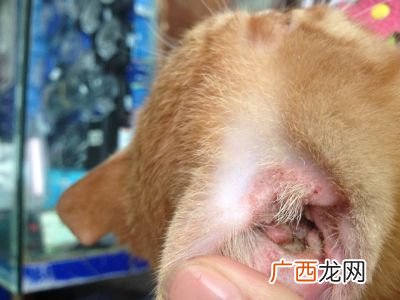 猫的耳螨会能传染人吗,耳螨会传染其它狗狗吗，耳螨会传染给别的狗狗吗？