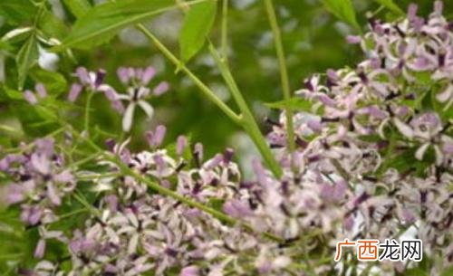 蓝桉花语意思,蓝桉未遇释槐鸟是什么意思？