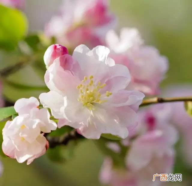 一树梨花压海棠是什么意思,压海棠古诗的意思？
