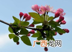 海棠花的花语和象征意义,海棠花的象征意义是什么？海棠花的象征意义是？