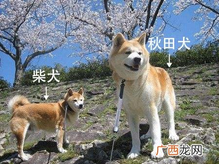 哪个更适合家庭 秋田和柴犬的区别有哪些