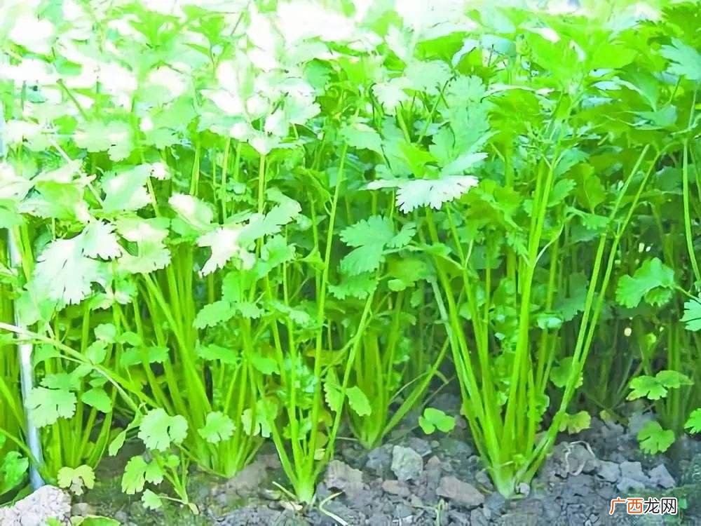 香菜什么时候种植,香菜发芽的温度和时间？