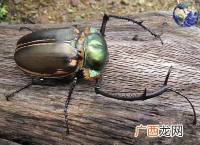 阳彩臂金龟的特点,像屎壳郎的昆虫？